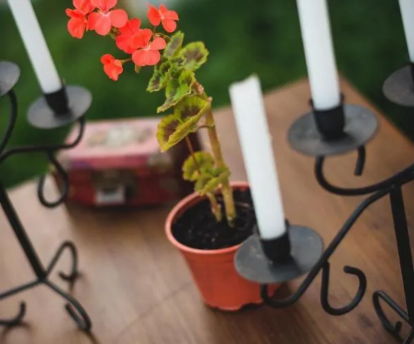 Mi Tesoro Jaktstuga Viveiro